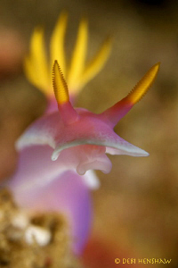 "Pretty in Pink" by Debi Henshaw 